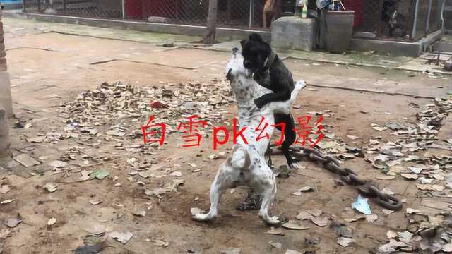 世界猎犬排行第一,打架真不要命,城市千万不要养!