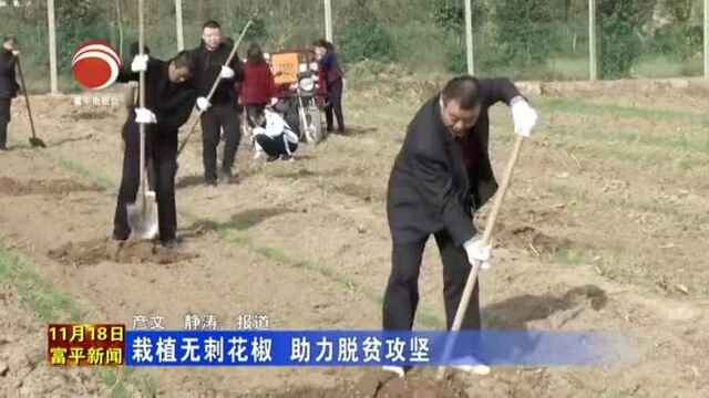 富平新闻:栽植无刺花椒,助力脱贫攻坚