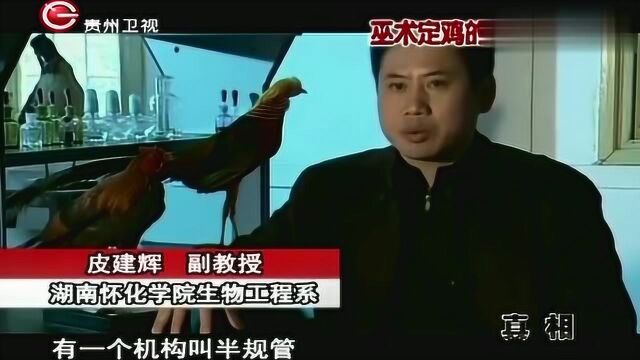 巫师定鸡术大揭秘!为什么巫师念咒就能将鸡定住?专家全面解析!