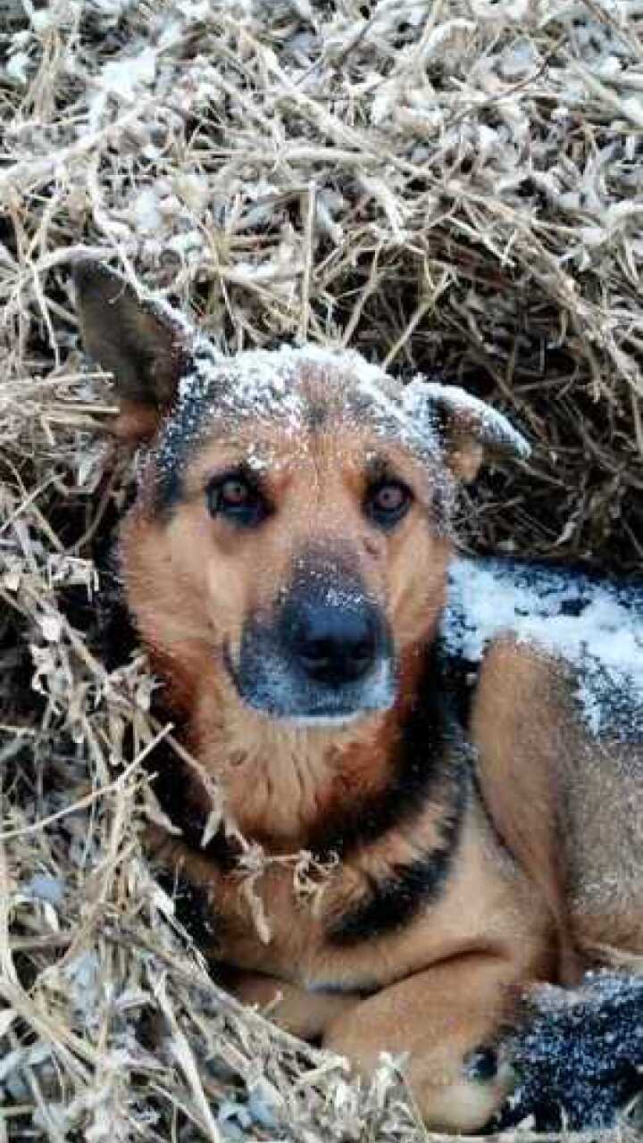 被冻得瑟瑟发抖的狗狗