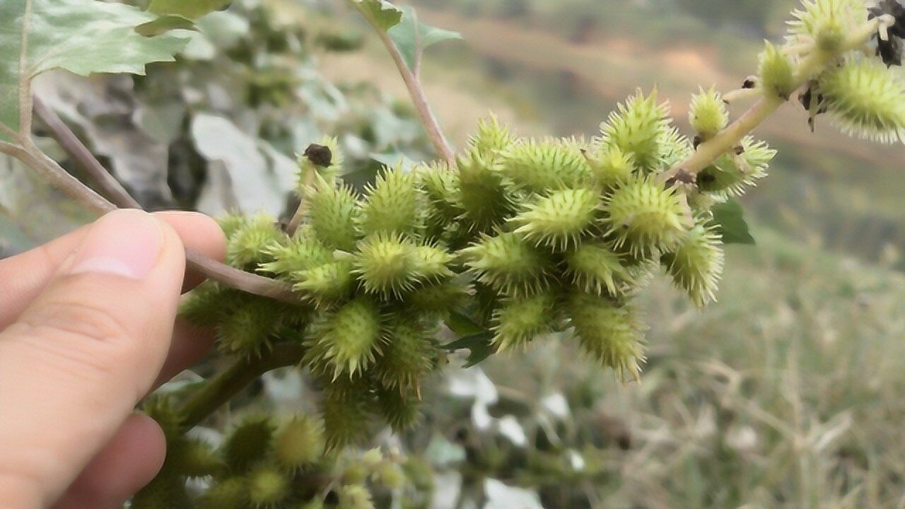 植物蒼耳子,或許對你有幫助哦!