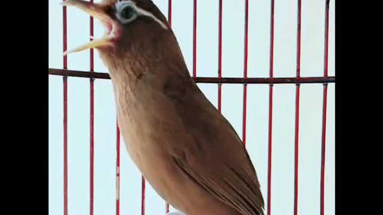 清脆响亮的母画眉鸟叫声公画眉鸟听了也跟着叫真是太好听了