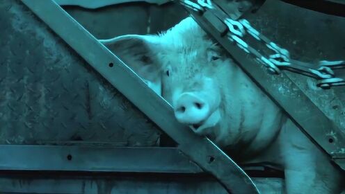 女子在屠宰场工作，浑身猪肉味走哪都遭嫌弃，电影《猪肉与月亮》