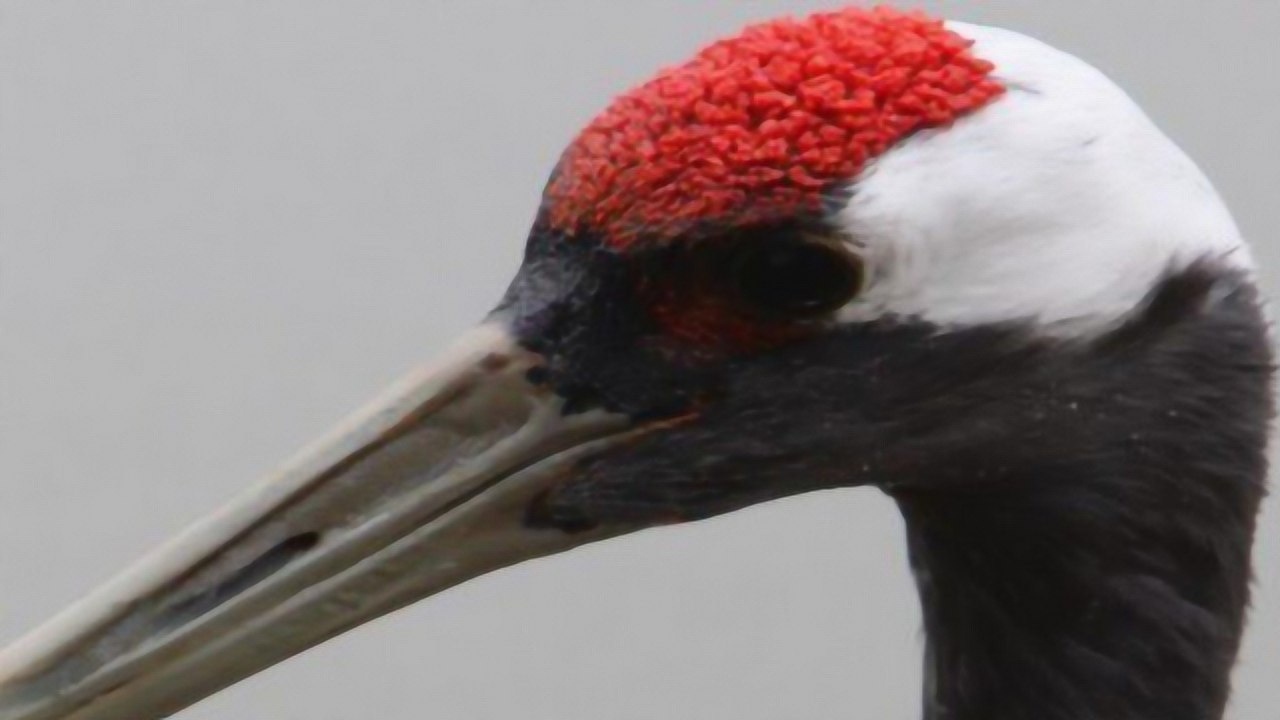 为啥鹤顶红被称为毒药之王它里面有什么成分涨见识了