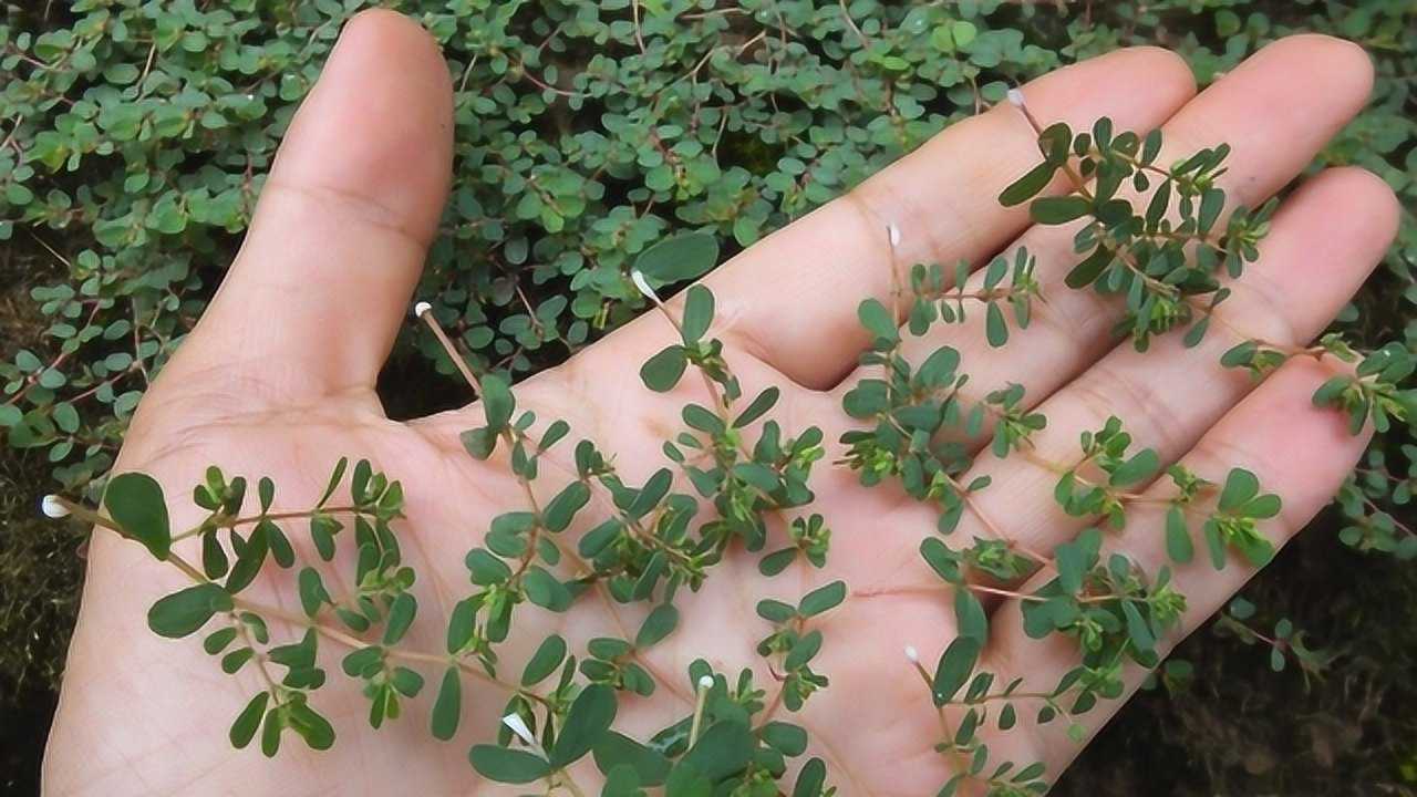 草本植物"血见愁",药用功效很强大,网友:都被当成野草了!