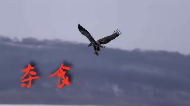 海雕空中夺食,长白山森工集团龙山湖大戏精彩开演