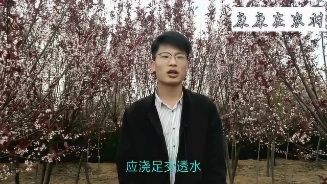 只知道红叶李很好看,但是它如何种植呢?让康康带领大家学习一下