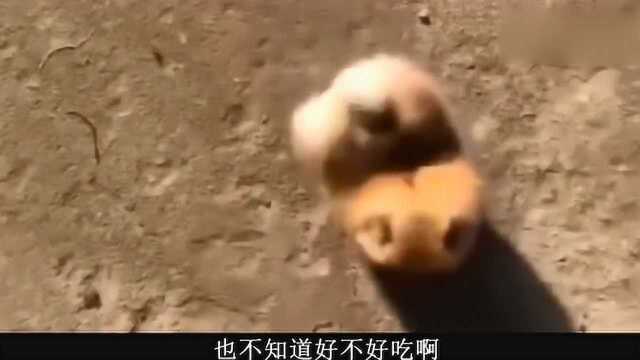 小鸭子:没见过这样的生物,不知道好不好吃啊?