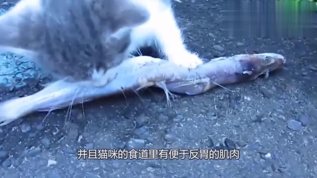 猫吃鱼为什么不怕被刺卡?视频放慢10倍,真是长见识了!