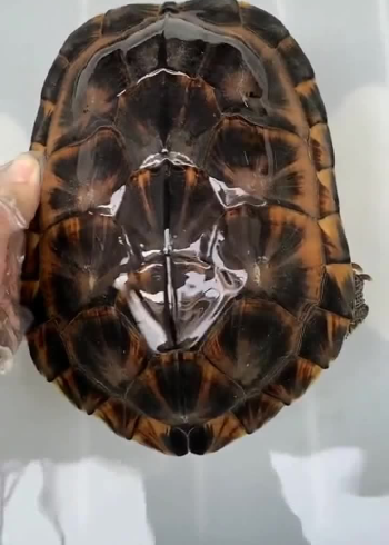 石金钱龟南石学名黄喉拟水龟