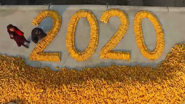 村民用玉米棒摆出巨幅2020图案 网友:用丰收迎新年