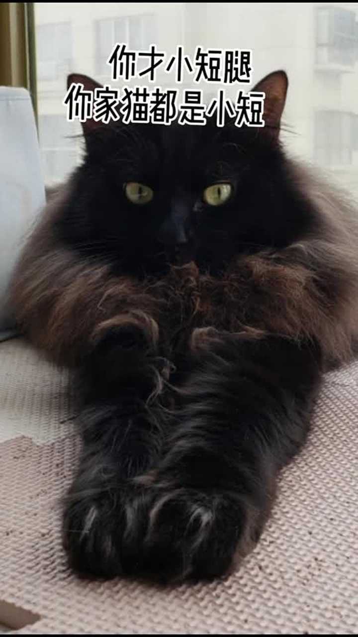 小短腿儿的黑色狮子猫_腾讯视频