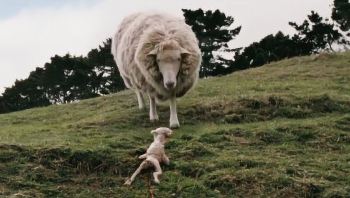 《疯羊》：绵羊经基因改造后，变身羊怪撕咬人类，人被咬后会变羊蹄大汉