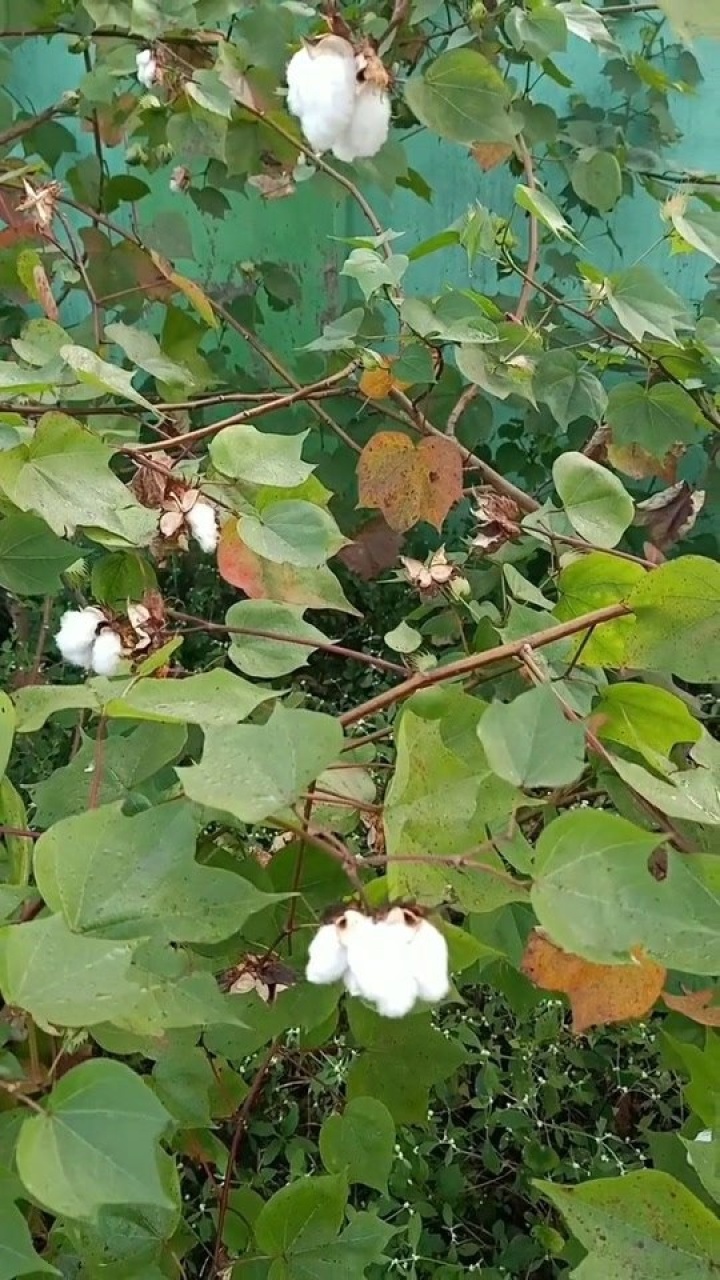 印度特產棉花樹,一到現在這個季節就長棉花