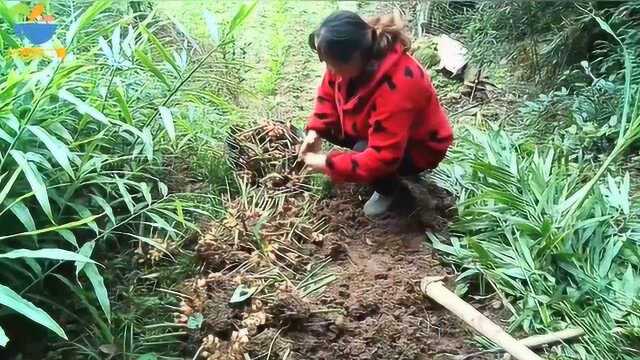 10几块钱的生姜种子,收获一大片生姜,真是太划算了!