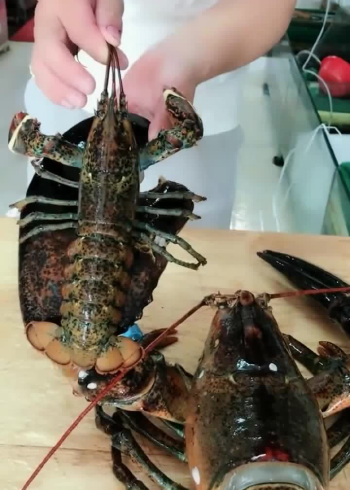 小伙直播对比八两和八斤的龙虾,这差距可不是一般的大,厉害了!