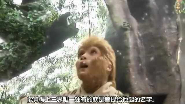 原来菩提的真实身份是他!他在孙悟空的名字里藏着大秘密!