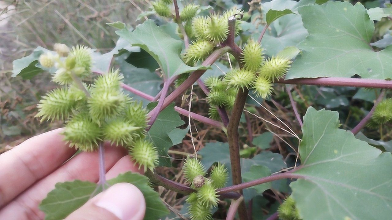 苍耳叶的用途你知道吗?这么多年都浪费了,我也是刚知道!