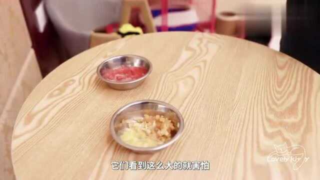 小橘猫有多能吃,能吃的都吃,连西瓜都吃得不亦乐乎