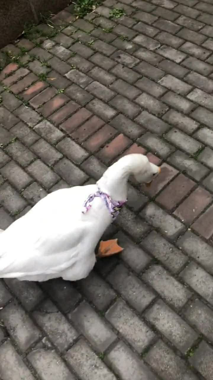 看见这个大白鹅走路姿势想笑,就这还想要起飞