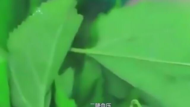 每天一杯桑叶泡水,一个月后三大好处不请自来,男人必看