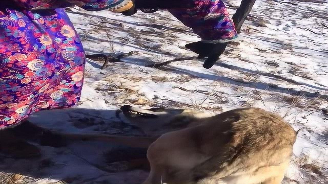 男子驯狼狼龇牙咧嘴再凶恶也没吓到大哥狼告诉你个事我被人给训了