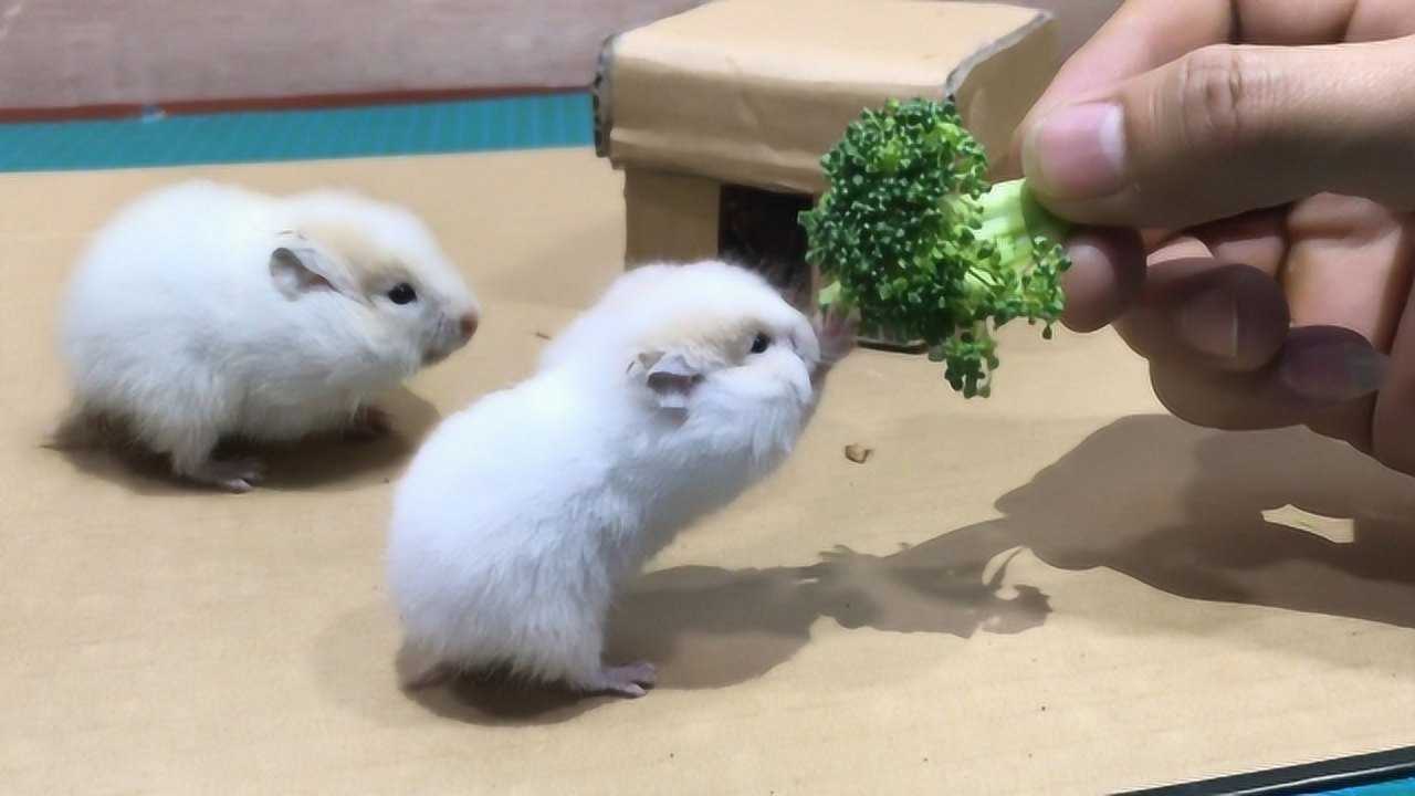 可愛小動物:小倉鼠吃早餐,真有趣_騰訊視頻