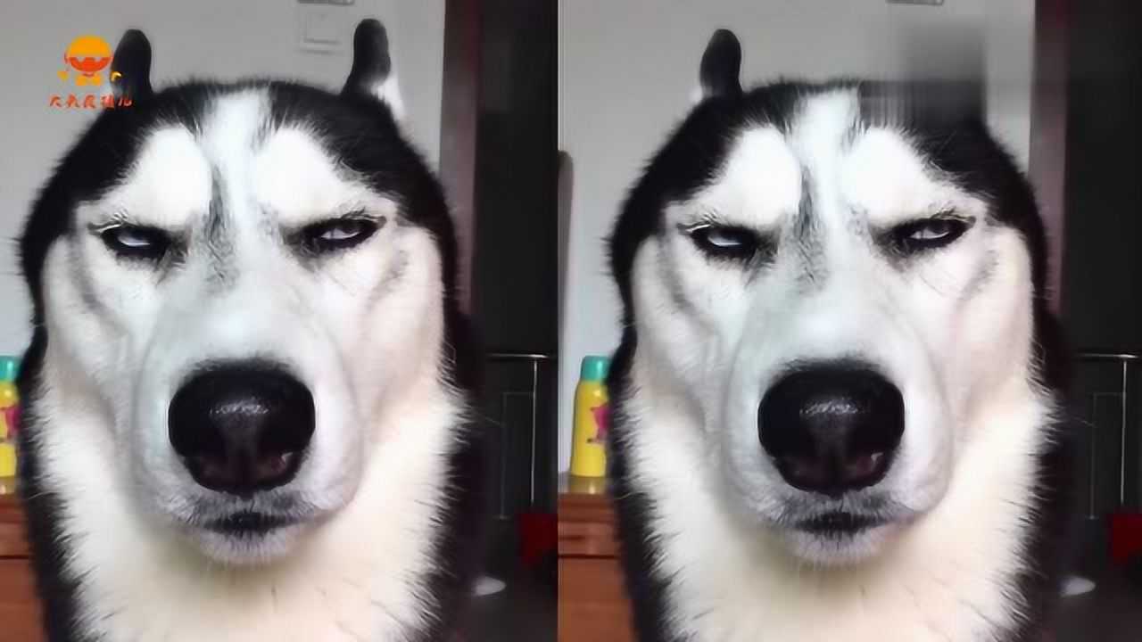 我竟然被一只狗鄙视了这藐视一切的眼神让我有想掐它脖的冲动