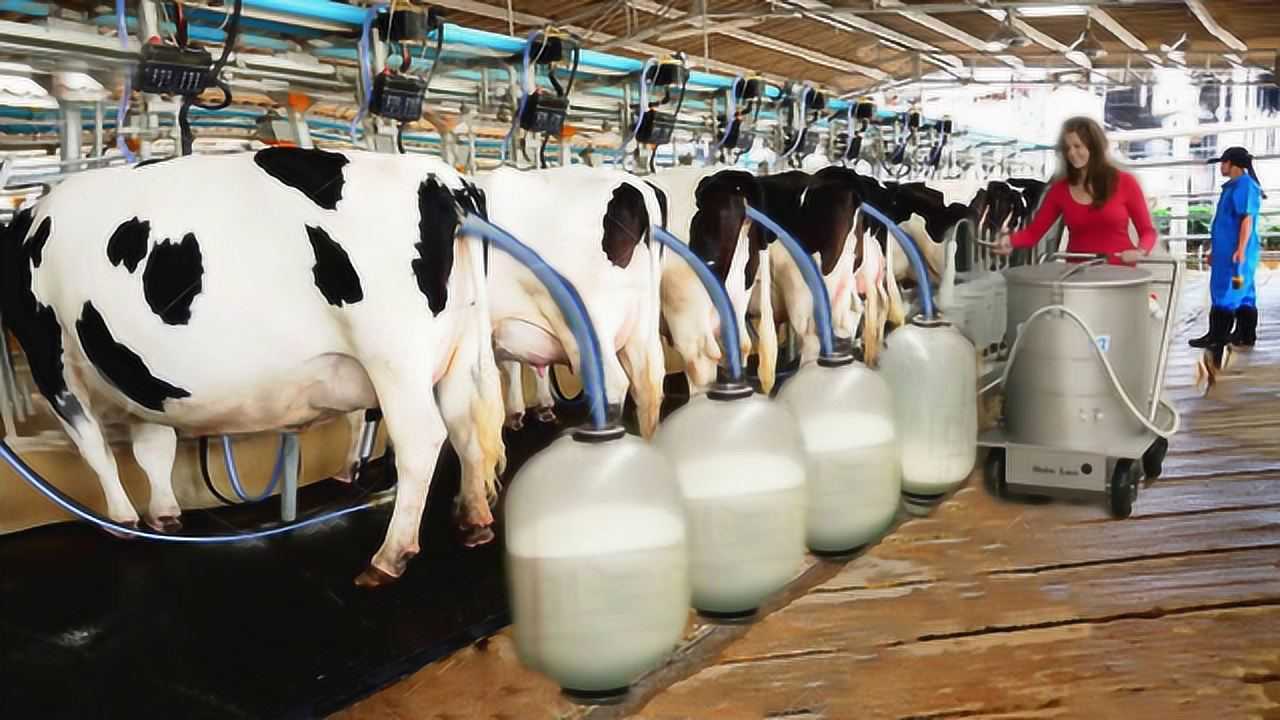 Modern Cow Farming Technology