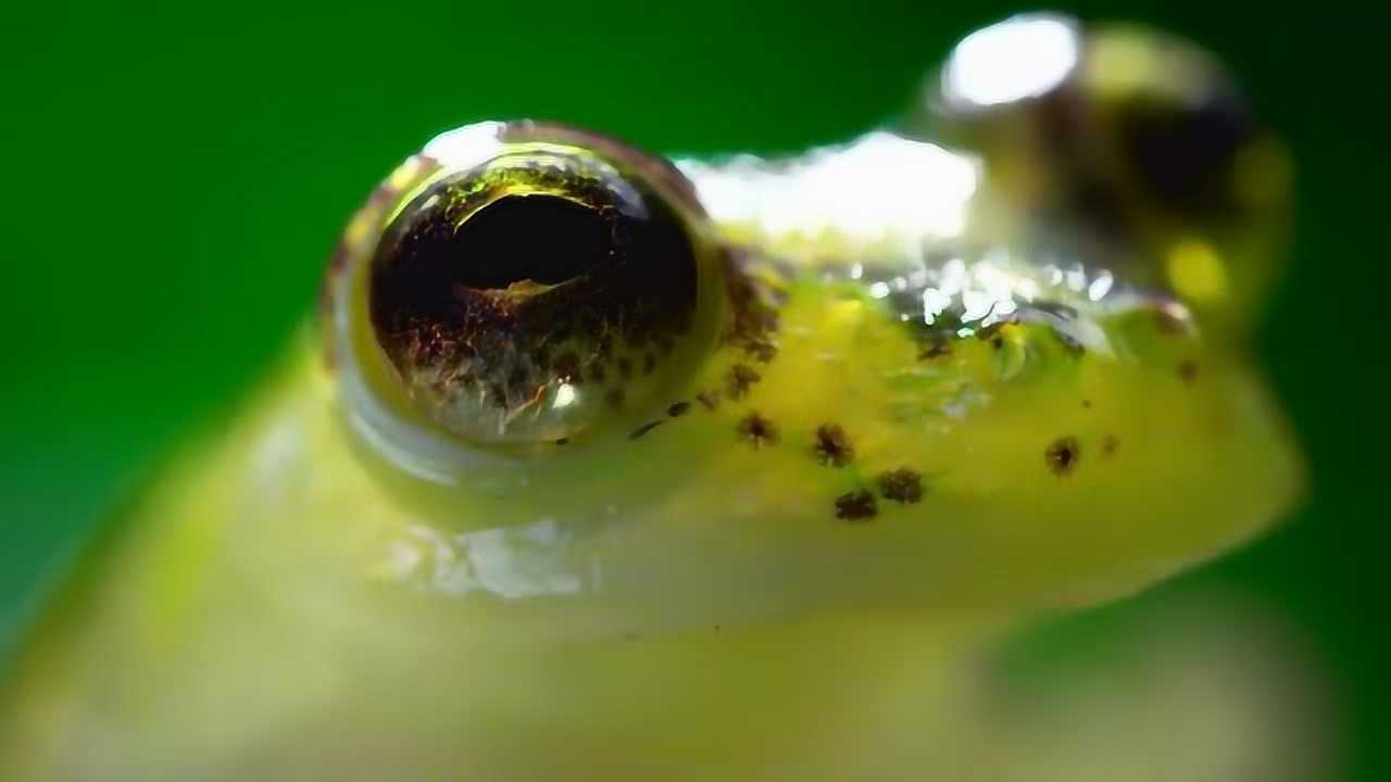 地球脉动玻璃蛙迷你身材几乎透明