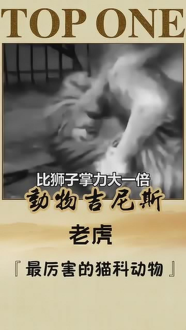 烫头的还是打不过纹身的老虎