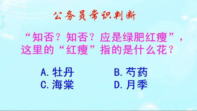 李清照词中,应是绿肥红瘦,这里的红瘦指的是什么花