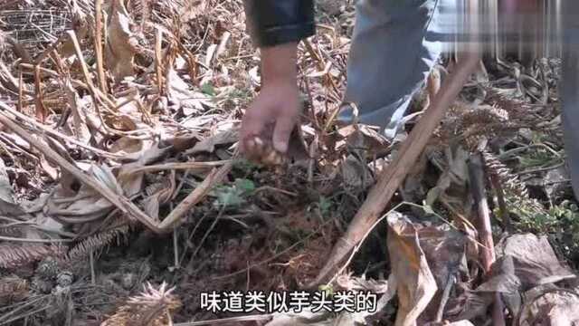 好看又好吃的芭蕉芋,制作成凉粉是难得的美味