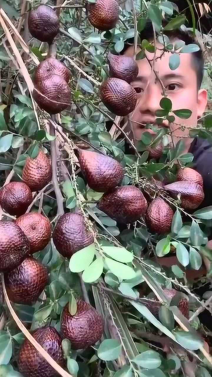 原来蛇皮果树是这样的