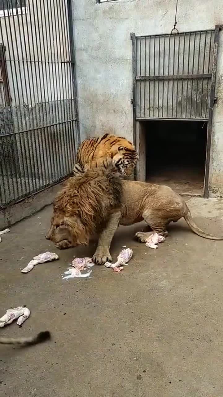 狮虎斗,老虎战败跑了