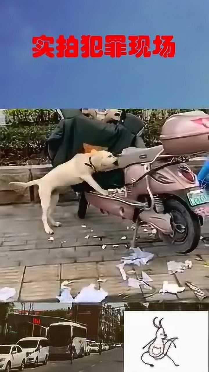 实拍狗狗犯罪现场