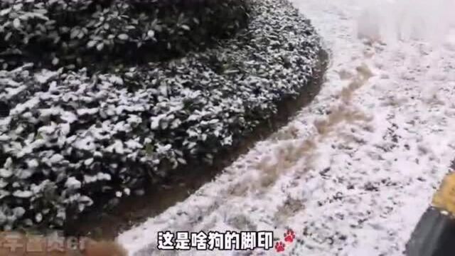 立春后下雪,主人带着泰迪出门,狗子在雪地里留下一长串脚印