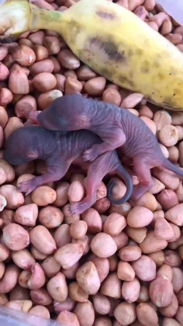 广西名菜三吱儿