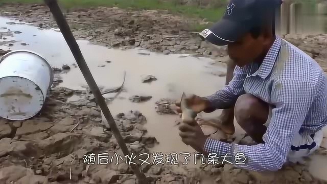 小伙刚抓到几条超肥鲶鱼,但鲶鱼身上的“异物”,引起小伙的注意