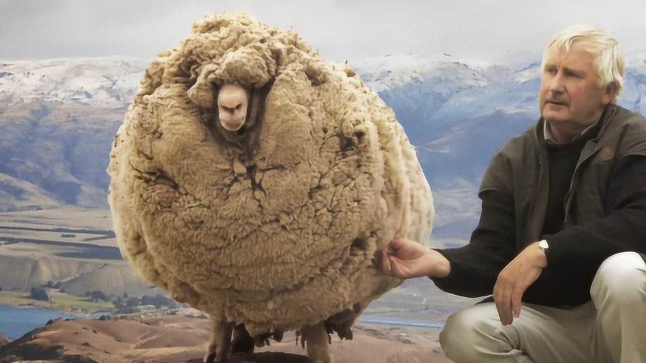 这只羊5年没剪羊毛主人强行为它脱下大衣样子实在太搞笑