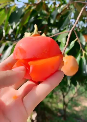 芒果柿子你喜欢吃脆的还是软的芒果柿子水果