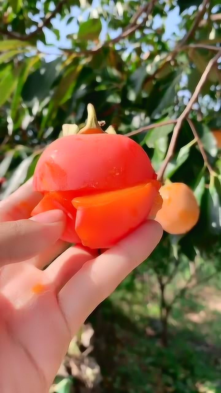 芒果柿子你喜欢吃脆的还是软的芒果柿子水果