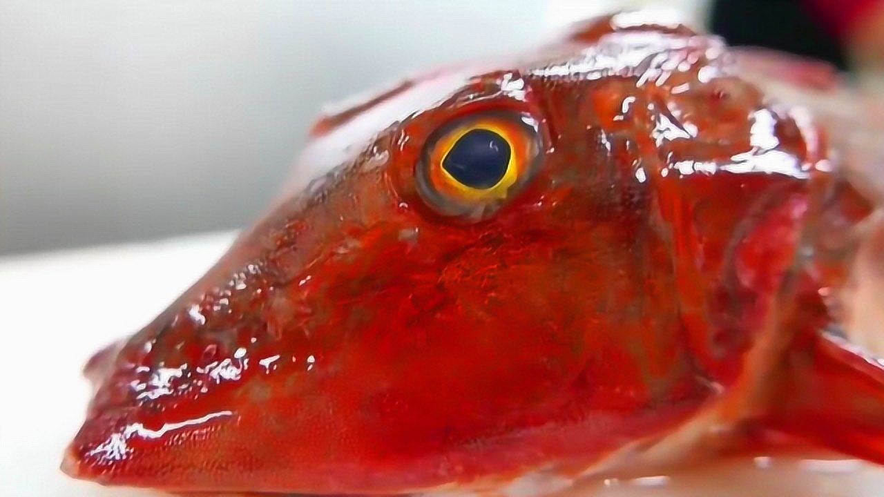 日本红色飞鱼这是变异了分解做刺身生鱼片肉质通透鲜美