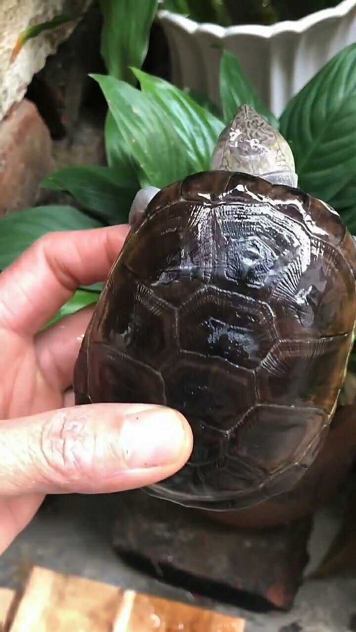 西非侧颈龟存活率极高观赏性极强适合在鱼缸中细养