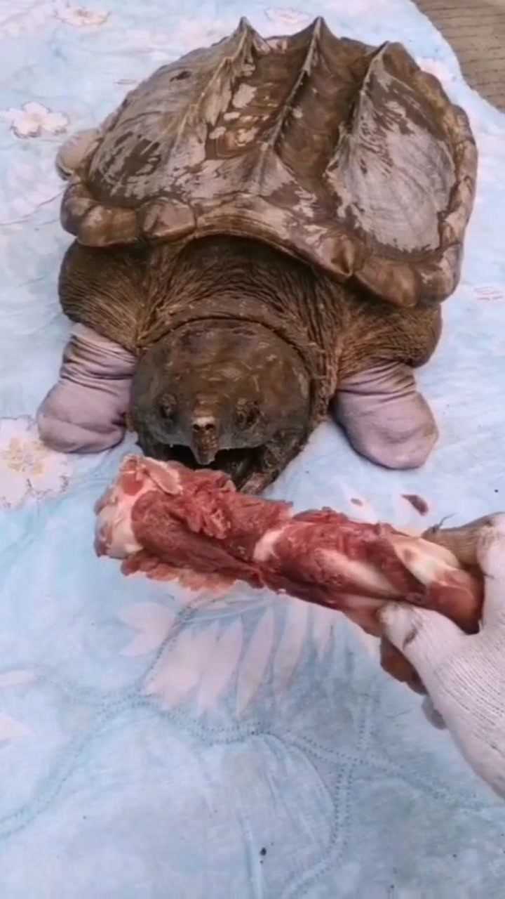 北美大鳄龟咬合力惊人