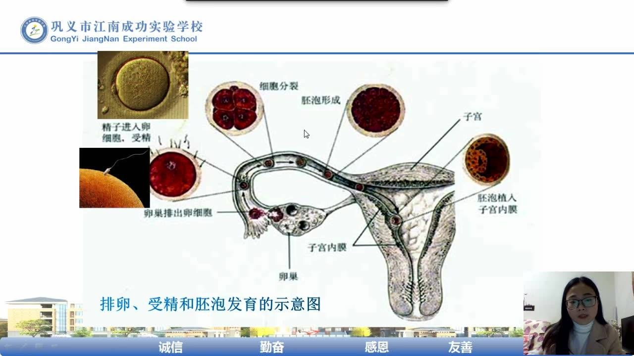 潘巧玲七年级生物下册第一章第二节人的生殖