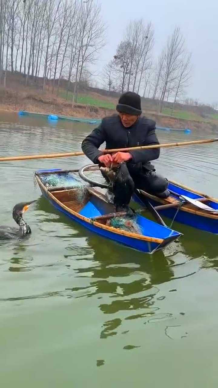 這是什麼鴨子?抓魚真厲害!