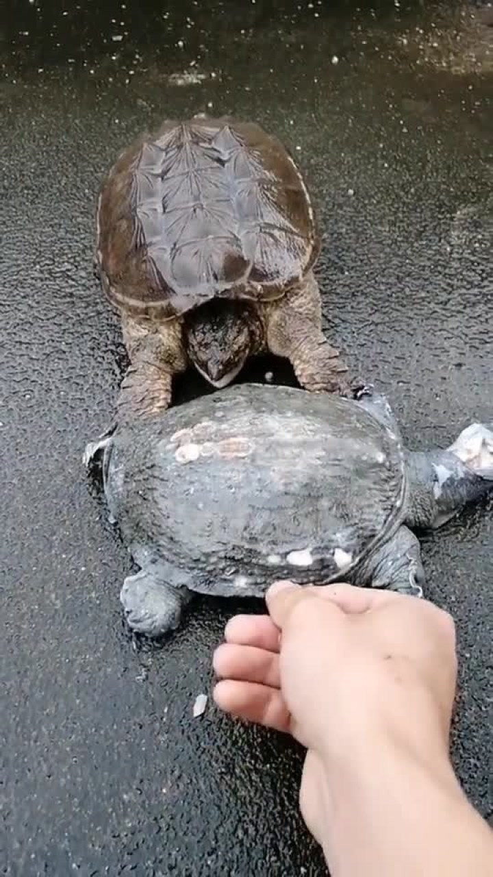 鳄龟大战甲鱼,一个愿打一个愿挨,太搞笑了