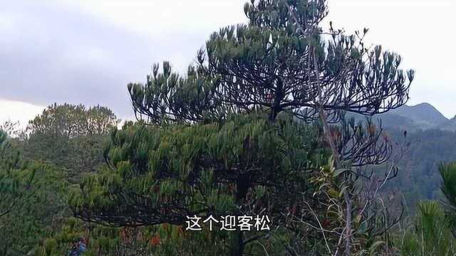 今天去山里发现一棵迎客松,太好看了,没有移回家可惜了