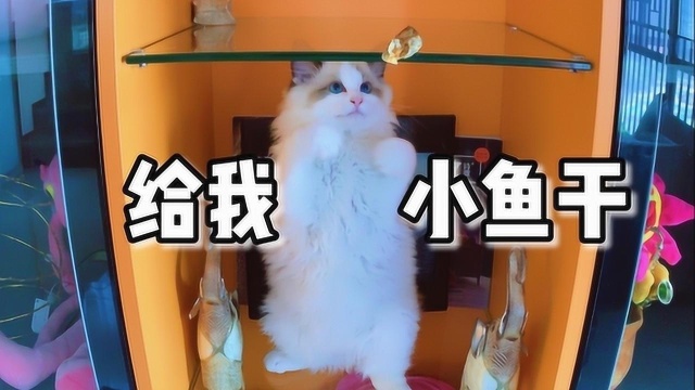 抖音最火逗猫游戏,猫咪被玩坏了,这年头做个猫也不容易啊